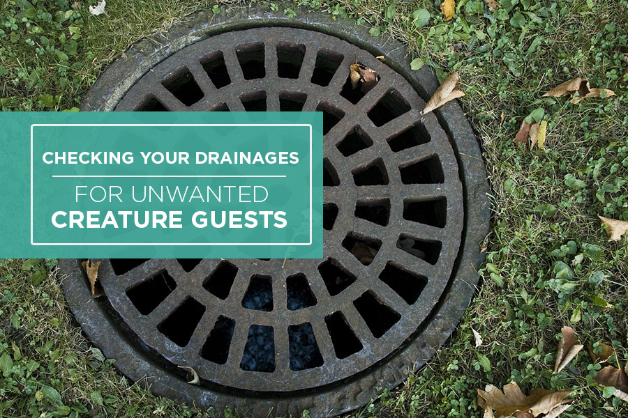 Checking-Your-Drainages-for-Unwanted-Creature-Guests