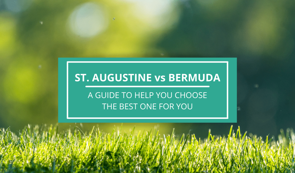 ST AUGUSTINE VS BERMUDA GRASS
