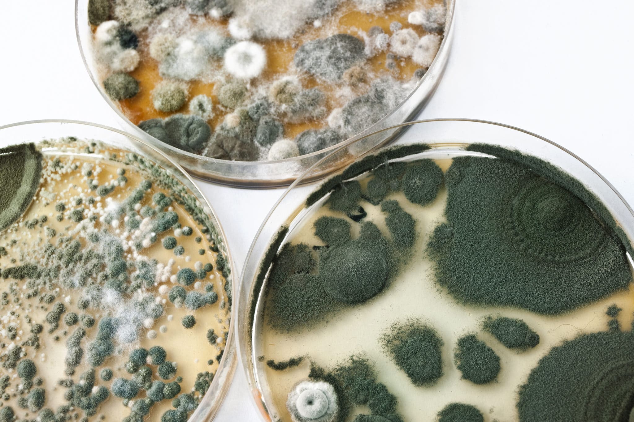 mold spore testing in home